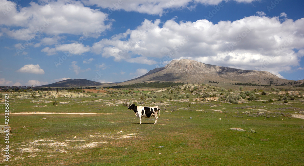 Cow graze on the mountain pasture.