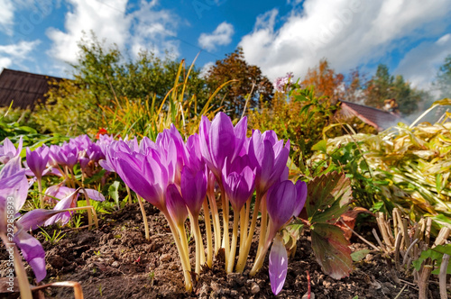 Bright colchicum flowers on a sunny autumn day