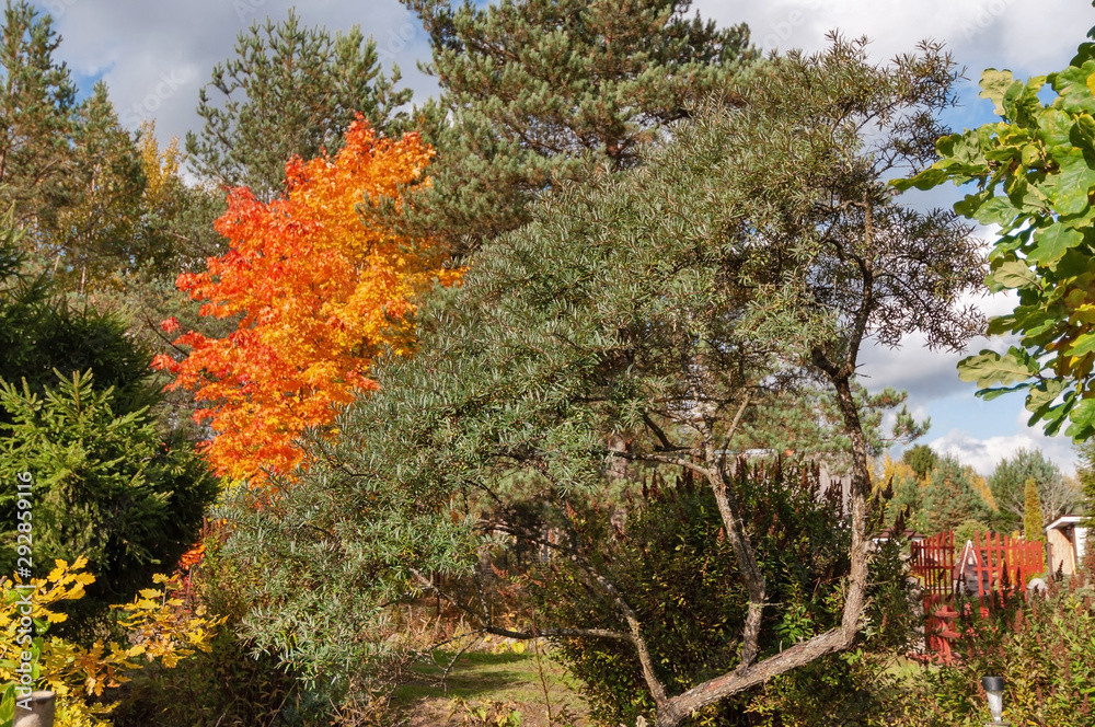 Sea buckthorn on a background of bright red maple on a sunny autumn day Sea buckthorn on a background of bright red maple on a sunny autumn day