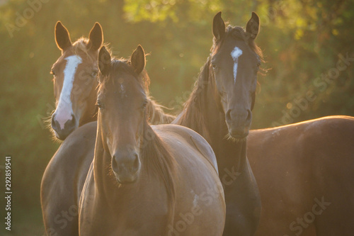 Fotografie Chevaux
