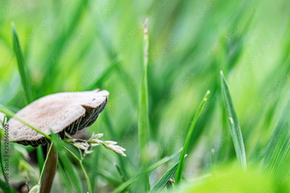 Obraz premium Peaceful mushroom
