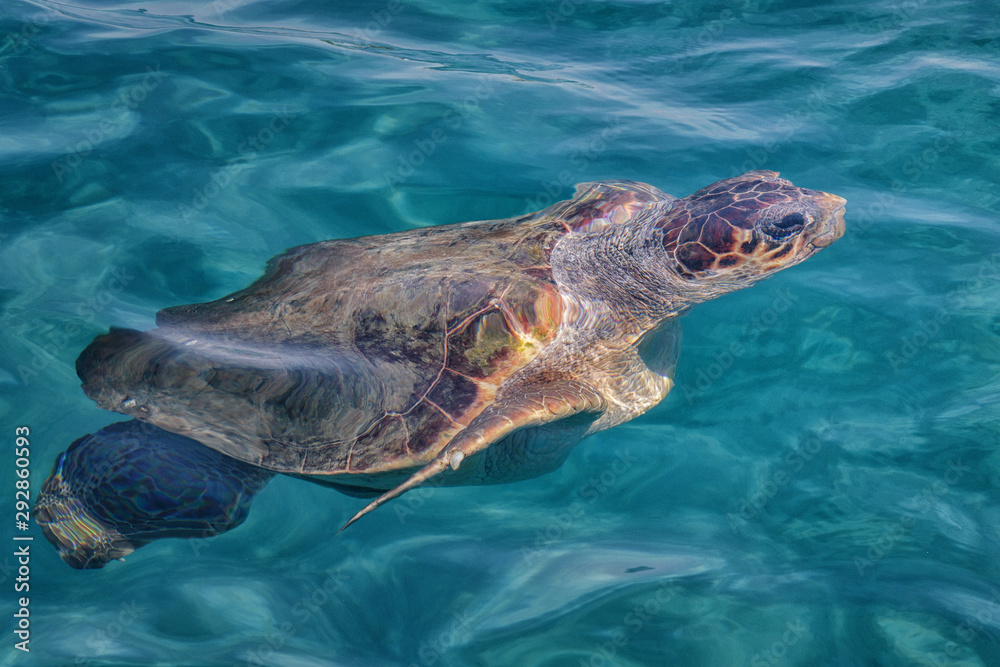 Obraz premium Caretta Caretta Turtle from Zakynthos, Greece, near Laganas beach, under the water, swimming, before to emerge to take a breath