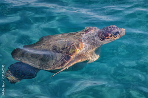 Caretta Caretta Turtle from Zakynthos, Greece, near Laganas beach, under the water, swimming, before to emerge to take a breath