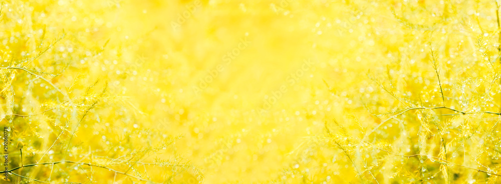 Art abstract spring background. Yellow tall grass with dew drops on a blurred background, free space for text, banner. Nature background.