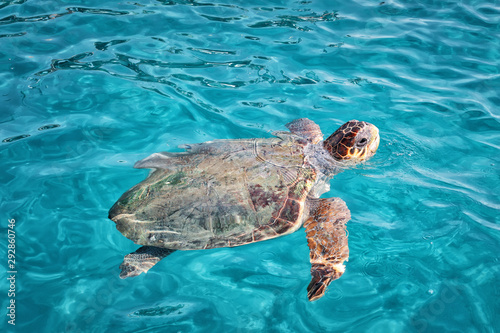 Caretta Caretta Turtle from Zakynthos, Greece, near  Laganas beach, emerges to take a breath photo