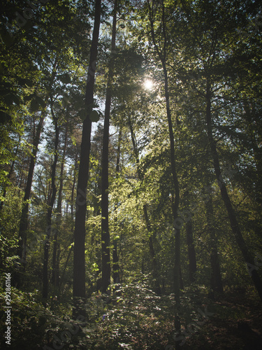 Sunlight illuminate the undergrowth of the forest