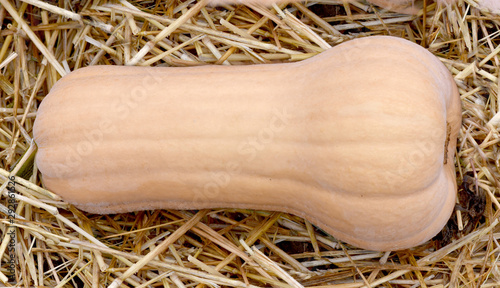 Fotografie Butternut, Matilda; Kuerbis; Speisekuerbis