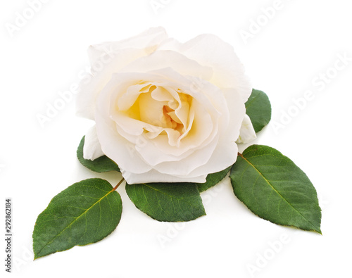 One white rose.