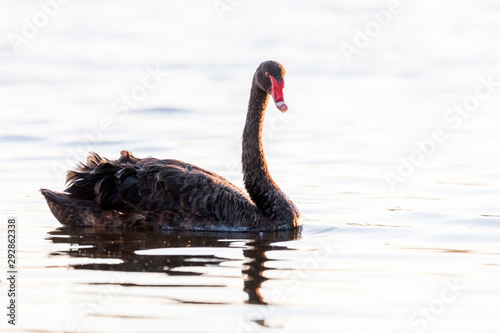 Fototapeta Naklejka Na Ścianę i Meble -  Black Swan
