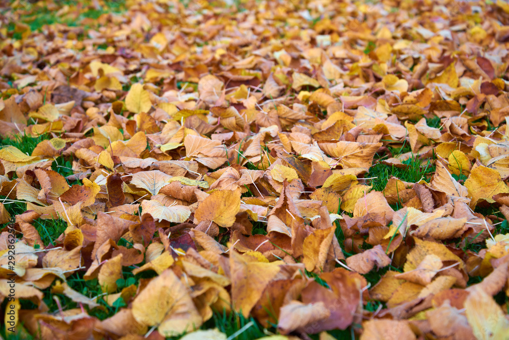 leaves dry autumn horizontal