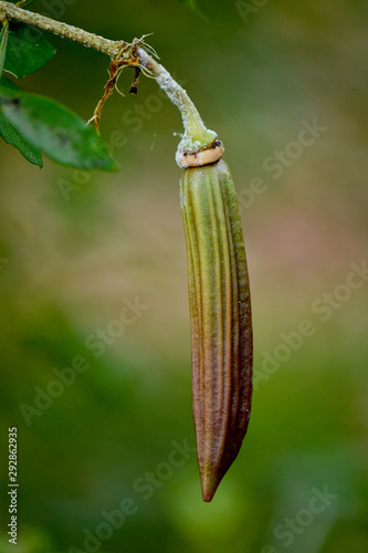 Parmentiera edulis, Candle Tree photo