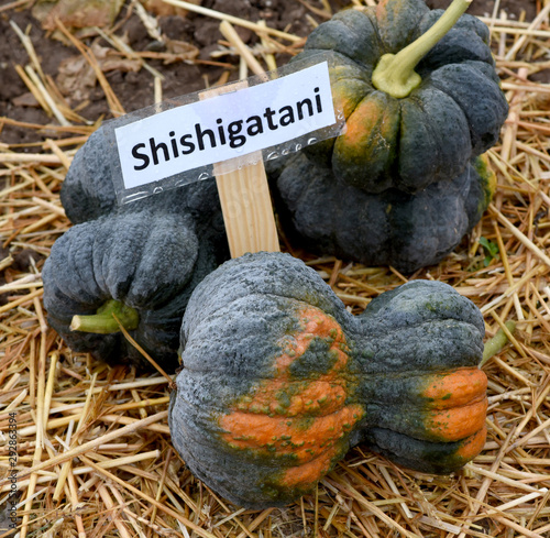 Fotografía Shishigatani, Kuerbis, Speisekuerbis