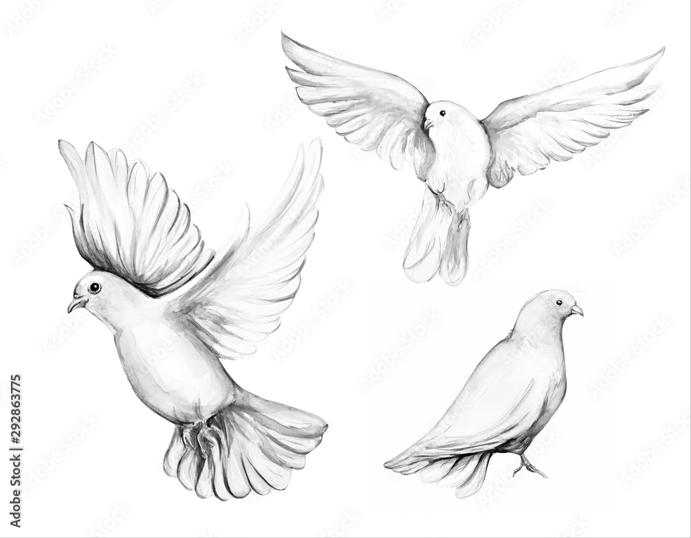Peace bird, dove, art, water color drawing Peace bird, dove, art, water color drawing