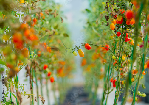 growing cherry tomatoes in a well-equipped hothouse on a small agricultural farm. Concept of a small agribusiness 