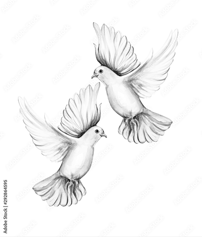Obraz premium Peace bird, dove, art, water color drawing