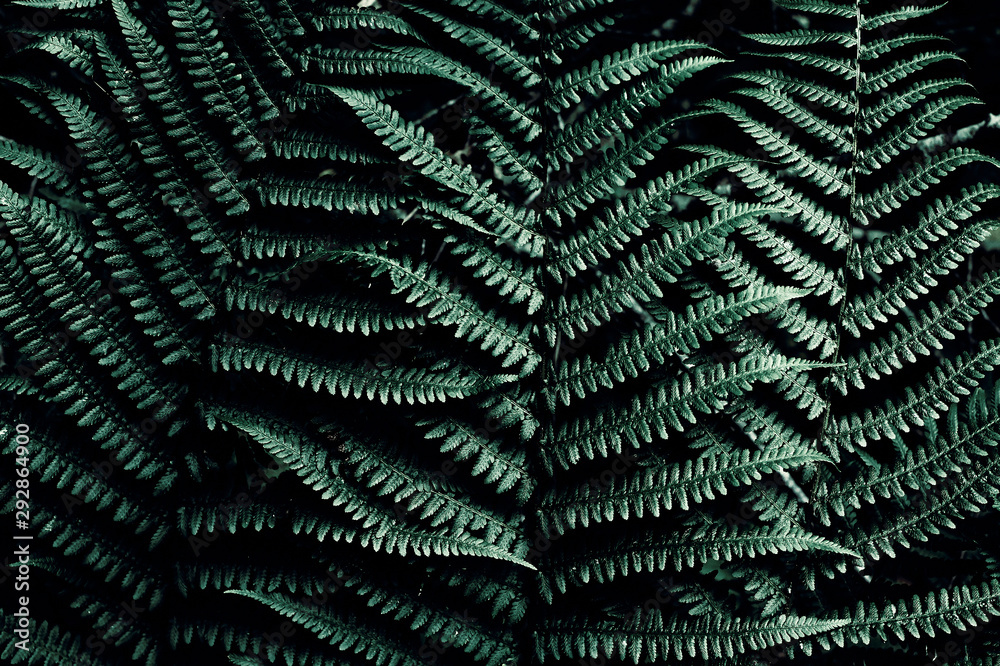Fern leaf in tropical jungles. Abstract texture.