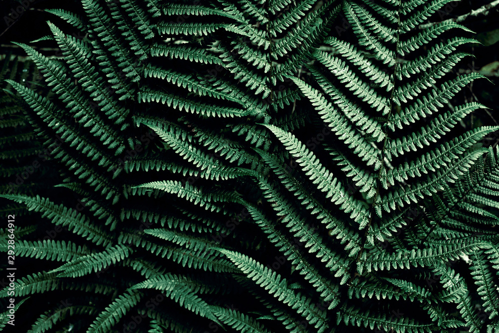 Dark green tropical background. Leaves fern in jungles backdrop. Plant texture. Foliage.