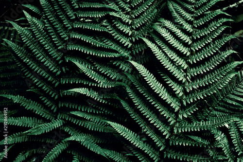 Dark green tropical background. Leaves fern in jungles backdrop. Plant texture. Foliage.