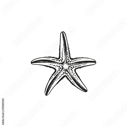 Starfish vector design 