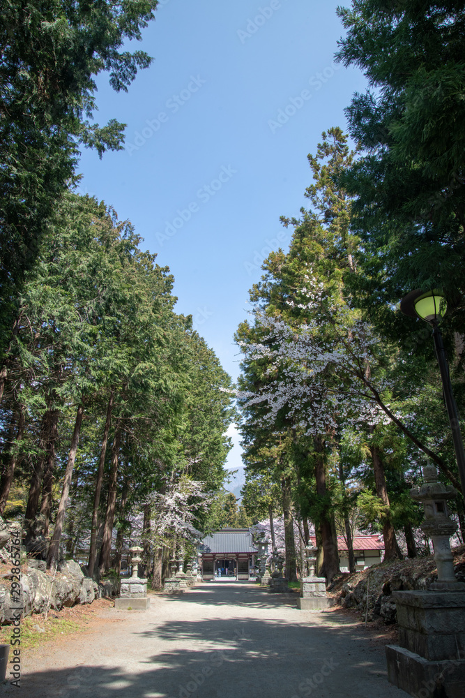 富士御室浅間神社_桜