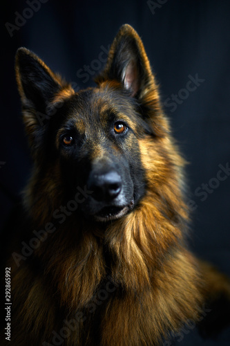 Low Key Portrait von einem Altdeutschen Schäferhund