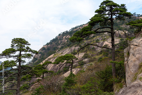Pines and mountains of China