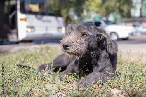 poor, black dog licks on the street in dol highway © donikz