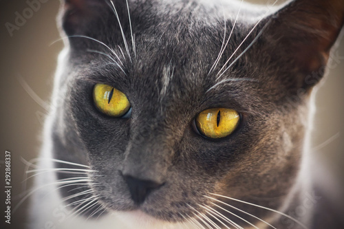 Fototapeta Naklejka Na Ścianę i Meble -  Portrait of a cute gray shorthair cat with a white spot on his forehead and bright yellow eyes.