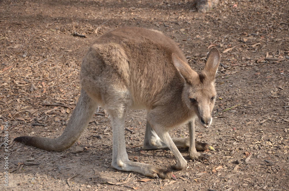 Kangaroo standing on a sand Kangaroo standing on a sand