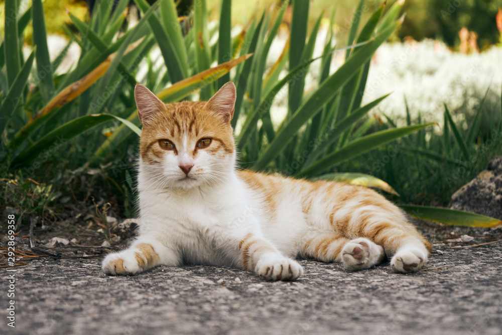 Fototapeta premium Red cat lies on the street