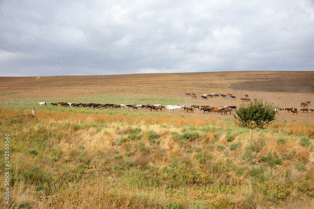 Fototapeta premium herds of horses in the meadow
