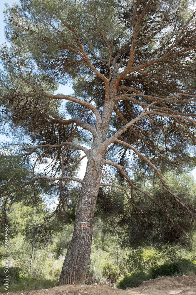 Fototapeta premium Großer Baum in der Provence, Frankreich