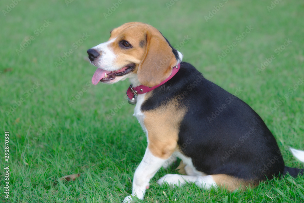 The photograph of the Beagle dog against the backdrop of a green grass ground.