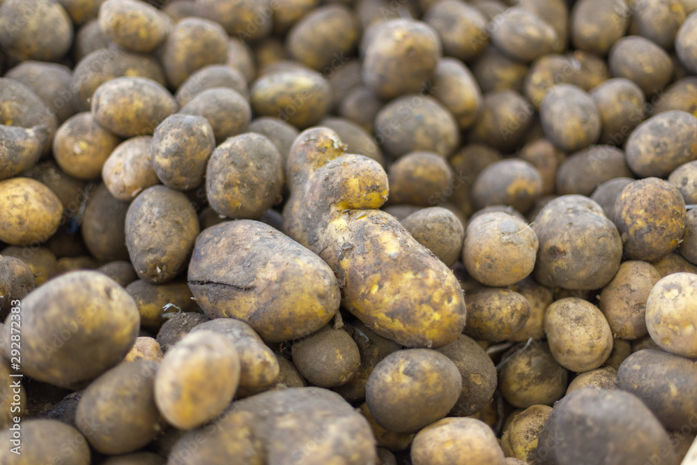 Closeup of fresh potatoes on the supermarket shelf