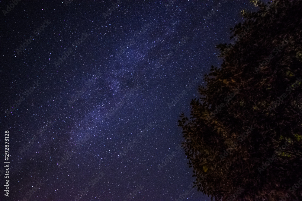 Fototapeta premium Starry night under a tree