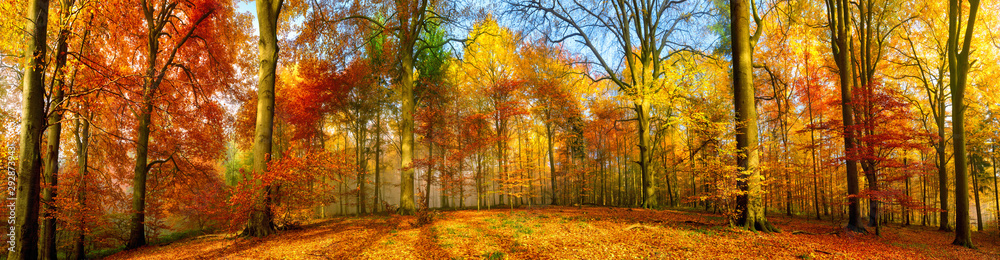 Colorful forest panorama in autumn - obrazy, fototapety, plakaty 