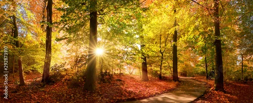 Panel kuchenny z motywem Sunlit path in a park before sunset