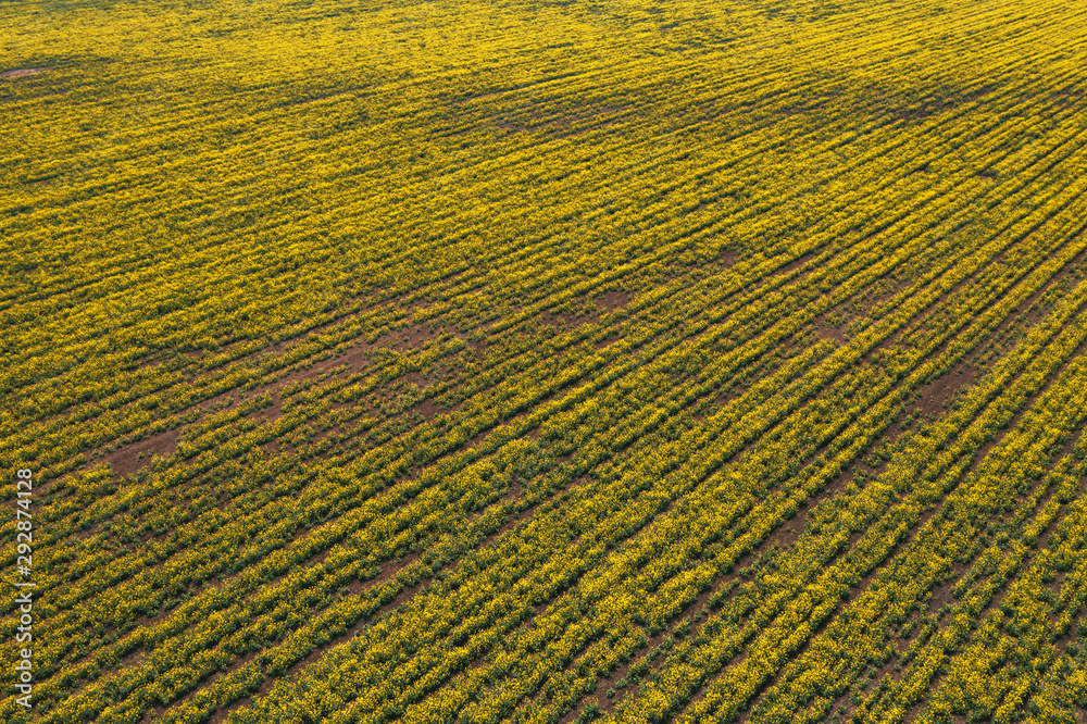 Aerial view of canola rapeseed field in poor condition Aerial view of canola rapeseed field in poor condition