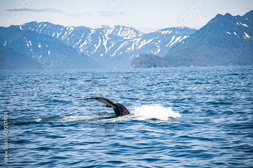 killer whale in the wild showing its tail with beautiful landscape in background
