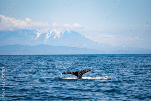 Killer whales in Kamchatka. Killer whales in the wild against a landscape with volcanoes