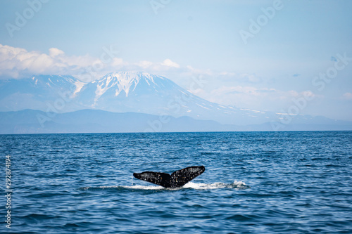 killer whale in the wild showing its tail with beautiful landscape in background