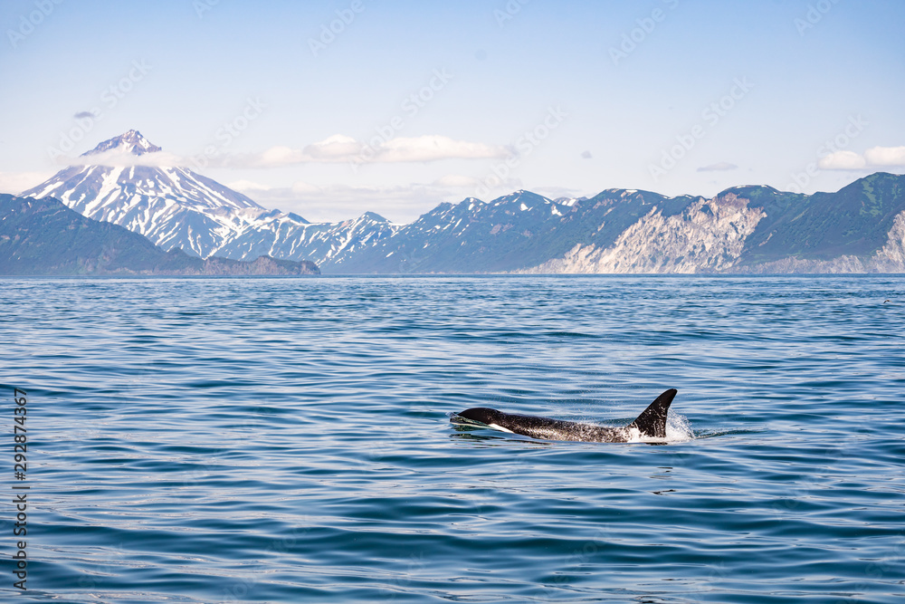 Fototapeta premium haze behind the ocean with floating orca
