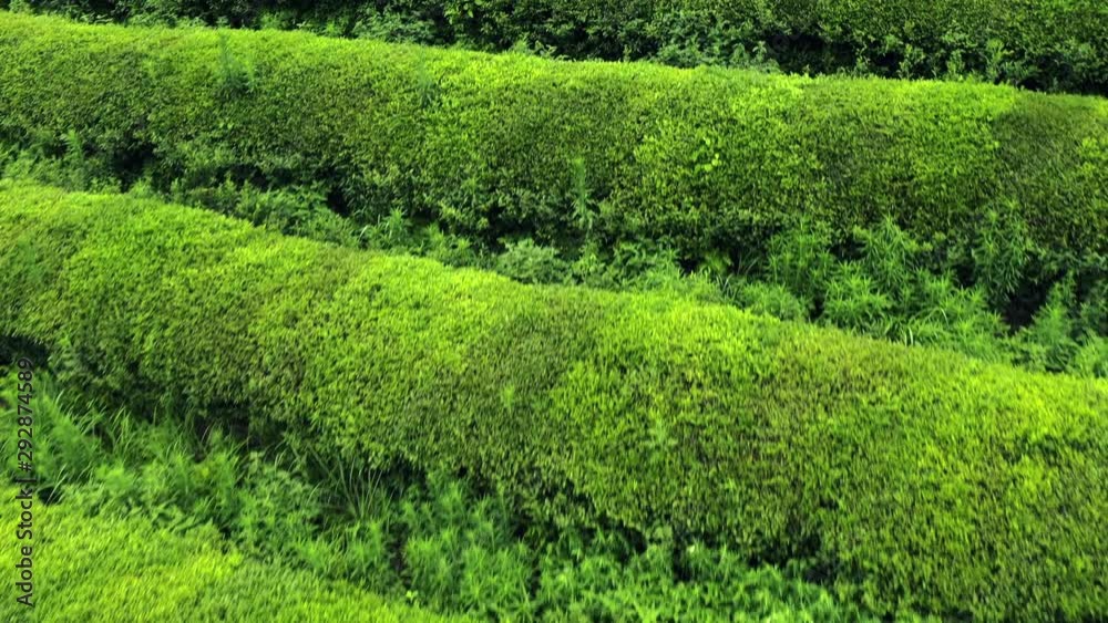 Boseong, South Korea 18 July 2019 Daehandawon. After rain 4K Aerial Drone Footage View of Daehandawon where is famous green tea plantation and bamboo forest.. Boseong, South Korea 18 July 2019 Daehandawon. After rain 4K Aerial Drone Footage View of Daehandawon where is famous green tea plantation and bamboo forest..