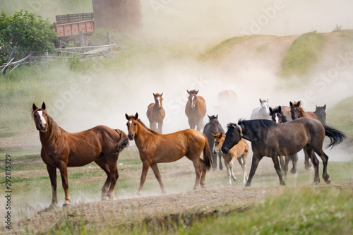 Beautiful horses of different breeds running in dust on sunset
