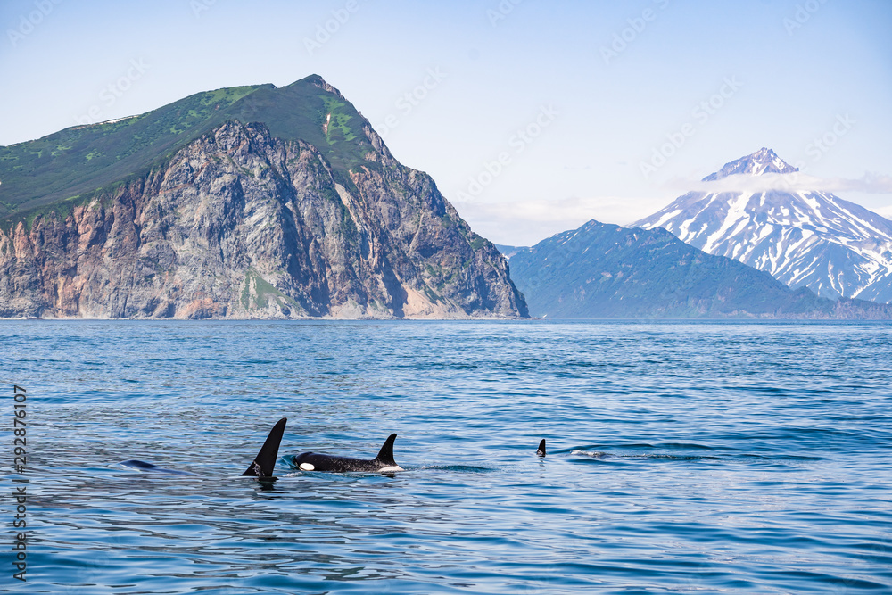 Fototapeta premium Killer whales in Pacific ocean