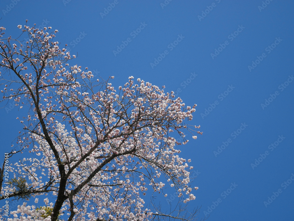 Landscape natural view of Cherry Blossom Flower(pulm flower,sakura flower) in spring sunshine daytime with blue sky in background