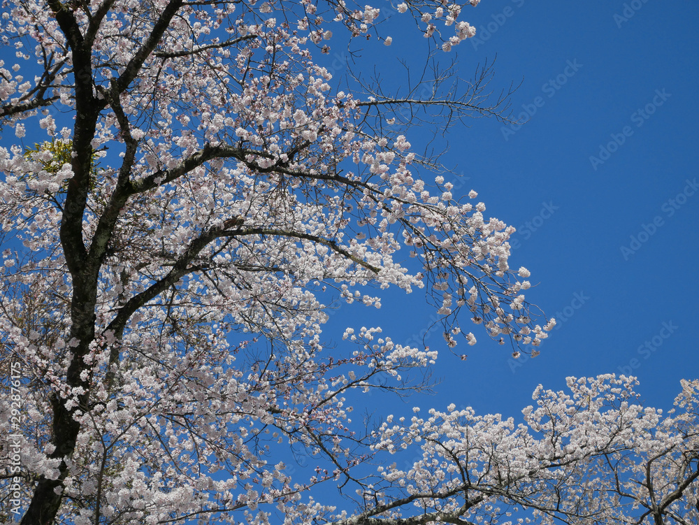 Landscape natural view of Cherry Blossom Flower(pulm flower,sakura flower) in spring sunshine daytime with blue sky in background