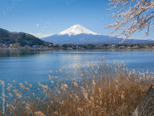 Natural landscape view of the Kawaguchi Lake with mount Fuji-the most beautiful vocano- and sakura tree  pulm cherry blossom tree  in full bloom spring time in Japan