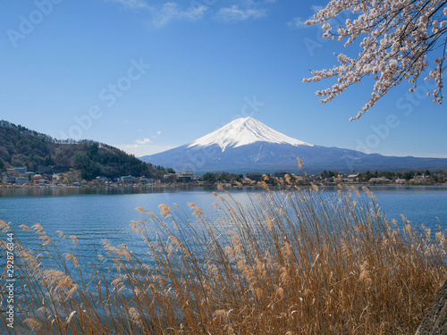 Natural landscape view of the Kawaguchi Lake with mount Fuji-the most beautiful vocano- and sakura tree (pulm,cherry blossom tree) in full bloom spring time in Japan © Surakit