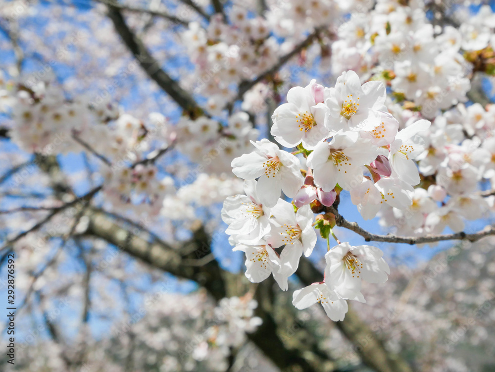 Landscape natural view of Cherry Blossom Flower(pulm flower,sakura flower) in spring sunshine daytime with blue sky in background Landscape natural view of Cherry Blossom Flower(pulm flower,sakura flower) in spring sunshine daytime with blue sky in background